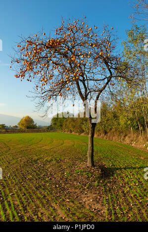 Monterotondo (Bs), Franciacorta, Italien, eine persimone Baum Stockfoto