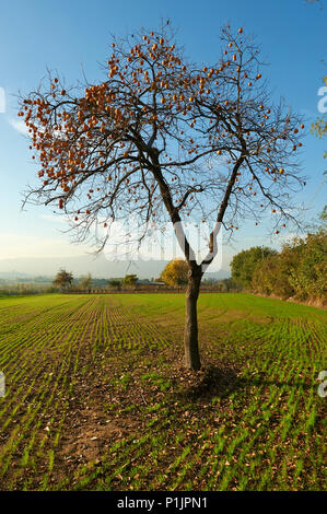 Monterotondo (Bs), Franciacorta, Italien, eine persimone Baum Stockfoto
