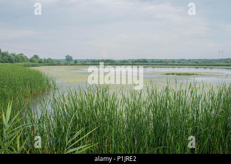 Teich mit schwimmenden Blättern von Nymphoides peltata und Typha angustifolia Stockfoto