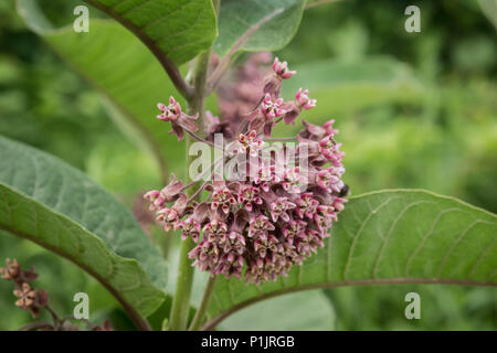 Lila Blüten von Common milkweed/Asclepias syriaca Stockfoto