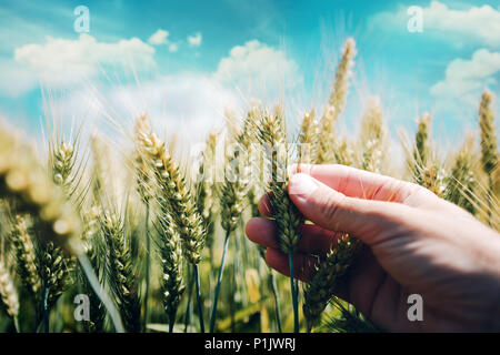 Bauer controlling Weizen Anlagenentwicklung für die Stammzellenforschung rost Krankheit Stockfoto