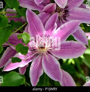 Eine Nahaufnahme der Clematis Nelly Moser Stockfoto