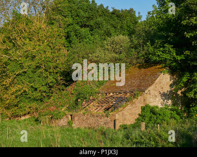 Eine kleine heruntergekommene Schottische Cottage liegt halb im Unterholz in ein Feld verborgen in Angus auf einem erlesenen schottischen Sommer Abend. Guthrie, Forfar, Angus Stockfoto