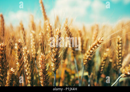Wunderschöne goldene Weizenähren Reifung im Feld an sonnigen Sommertagen, slective Fous Stockfoto