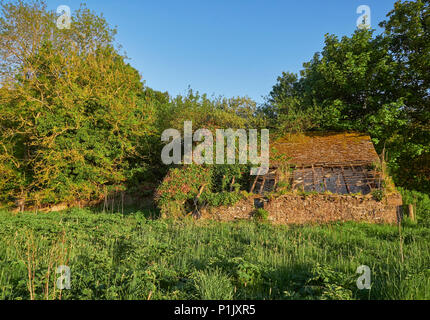 Ein verfallenes Cottage, stark bewachsen mit seinen Dachsparren den Elementen ausgesetzt liegt in einer Ecke einer kleinen schottischen Feld. Guthrie, Angus, Scotla Stockfoto