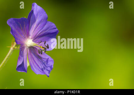 Wiese Cranesbill, Geranium pratense, ok, Stork Schnabel - wie (gerani dimensional), Familie cranesbill Familie (geraniaceae),, Wiesen-Storchschnabel, Ordnun Stockfoto