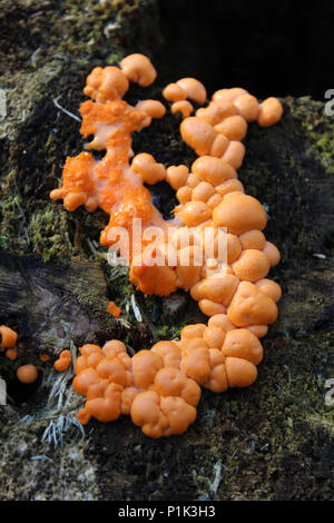 Die hellen orange Fruchtkörper von Dacrymyces stillatus, auch als Ort der gemeinsamen Gelee Pilz bekannt, wächst an verrottetes Holz. Stockfoto