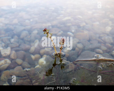 Blumen der Eurasischen watermilfoil/Myriophyllum spicatum über der Oberfläche der Wasser Stockfoto