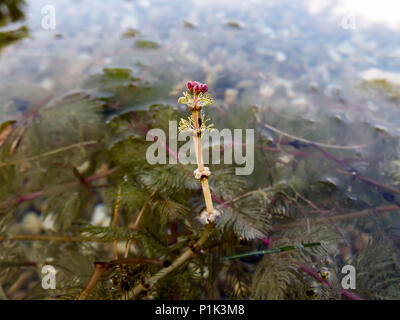 Blumen der Eurasischen watermilfoil/Myriophyllum spicatum über der Oberfläche der Wasser Stockfoto