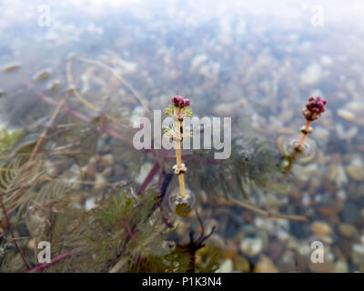 Blumen der Eurasischen watermilfoil/Myriophyllum spicatum über der Oberfläche der Wasser Stockfoto