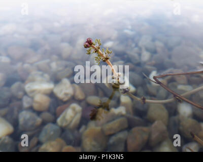 Blumen der Eurasischen watermilfoil/Myriophyllum spicatum über der Oberfläche der Wasser Stockfoto