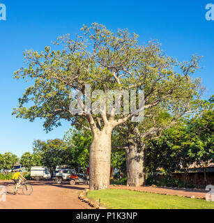 Zwei boab Flasche Bäume auf dem Campingplatz der Talstation der Gibb River Road Kimberley WA Australien. Stockfoto