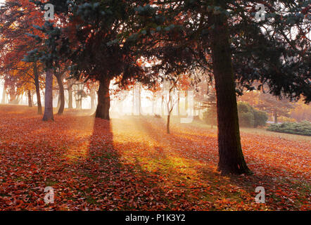 Park mit Holz im Herbst Stockfoto