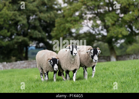 Swaledale Schafe grasen auf der Weide. North Yorkshire, UK. Stockfoto