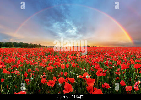 Rainbow Landschaft über mohnfeld Stockfoto