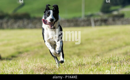 Border Collie Hund im Feld, North Yorkshire, UK. Stockfoto