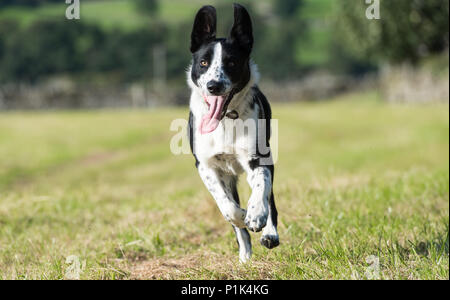 Border Collie Hund im Feld, North Yorkshire, UK. Stockfoto