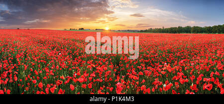 Landschaft mit schönen Sonnenuntergang über mohnfeld - Panorama Stockfoto