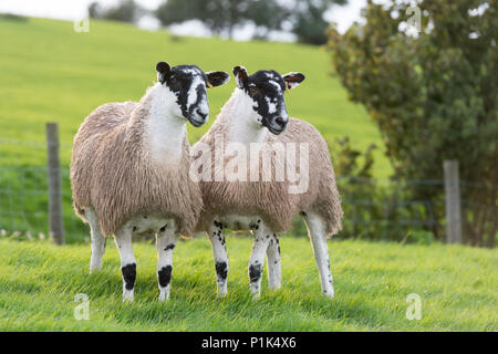 Nördlich von England Maultier gimmer Lämmer auf der Weide vor zu züchten Vertrieb verkauft wird. Cumbria, Großbritannien. Stockfoto