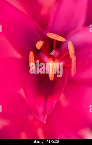 Nahaufnahme der Crimson Blume mit rosa Staubgefäßen Stockfoto