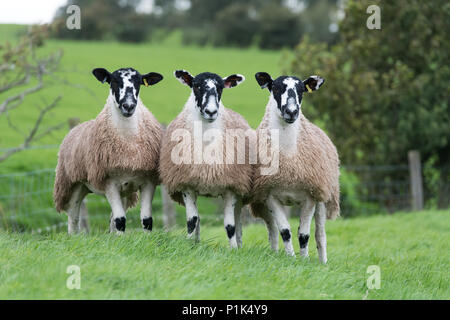 Nördlich von England Maultier gimmer Lämmer auf der Weide vor zu züchten Vertrieb verkauft wird. Cumbria, Großbritannien. Stockfoto