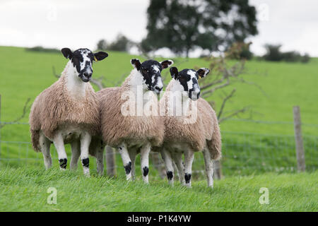 Nördlich von England Maultier gimmer Lämmer auf der Weide vor zu züchten Vertrieb verkauft wird. Cumbria, Großbritannien. Stockfoto