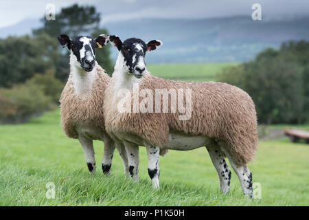 Nördlich von England Maultier gimmer Lämmer auf der Weide vor zu züchten Vertrieb verkauft wird. Cumbria, Großbritannien. Stockfoto