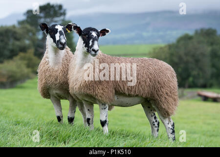 Nördlich von England Maultier gimmer Lämmer auf der Weide vor zu züchten Vertrieb verkauft wird. Cumbria, Großbritannien. Stockfoto