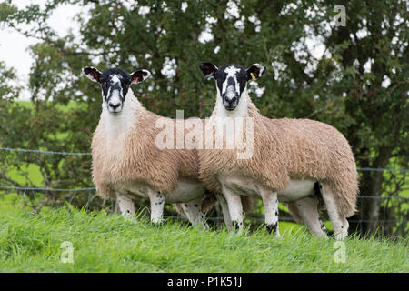 Nördlich von England Maultier gimmer Lämmer auf der Weide vor zu züchten Vertrieb verkauft wird. Cumbria, Großbritannien. Stockfoto