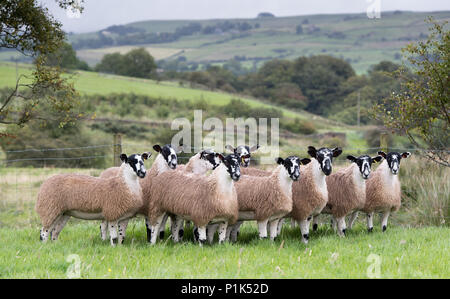 Nördlich von England Maultier gimmer Lämmer auf der Weide vor zu züchten Vertrieb verkauft wird. Cumbria, Großbritannien. Stockfoto