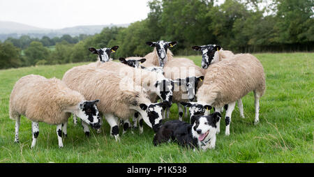 Mule gimmer Lämmer versammeln sich um ein Border Collie Schäferhund. Cumbria, Großbritannien. Stockfoto