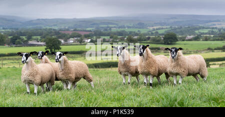 Nördlich von England Maultier gimmer Lämmer auf der Weide vor zu züchten Vertrieb verkauft wird. Cumbria, Großbritannien. Stockfoto