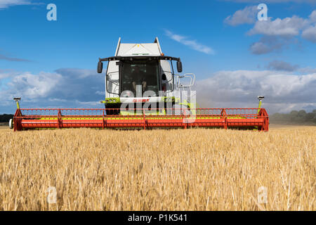 Die Kombination von Gerste mit einem Claas Lexikon 760 kombinieren und einen 35-Fuß-Schneidwerk, mit montierten Kameras für bessere Sicht für den Fahrer. North Yorkshire, UK. Stockfoto