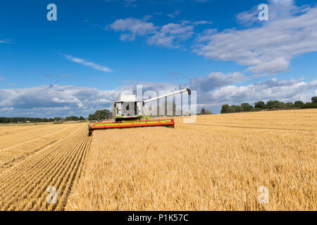 Die Kombination von Gerste mit einem Claas Lexikon 760 kombinieren und einen 35-Fuß-Schneidwerk, mit montierten Kameras für bessere Sicht für den Fahrer. North Yorkshire, UK. Stockfoto