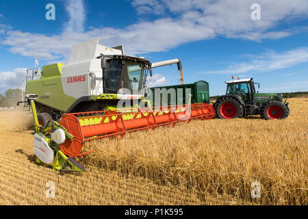 Claas Lexikon 760 Mähdrescher Füllung Trailer mit Getreide, bei der Ernte von einem Fendt Vario 820 gezogen, North Yorkshire, UK. Stockfoto