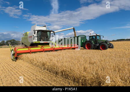 Claas Lexikon 760 Mähdrescher Füllung Trailer mit Getreide, bei der Ernte von einem Fendt Vario 820 gezogen, North Yorkshire, UK. Stockfoto