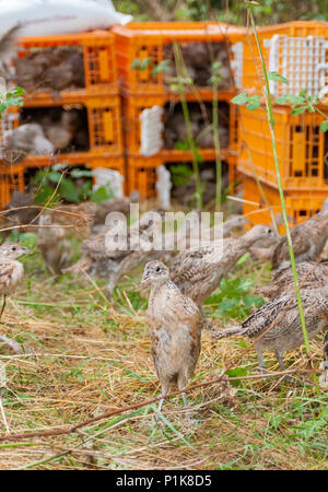 Sieben Wochen alten Fasanenküken, oft bekannt als poults, in ein wildhüter Release pen aus den Kisten verwendet für den Transport freigegeben wird Stockfoto