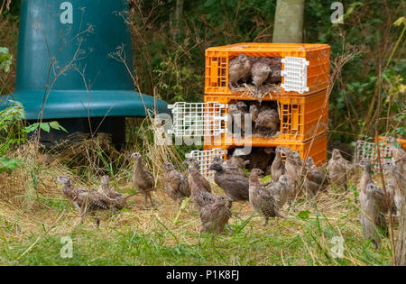 Sieben Wochen alten Fasanenküken, oft bekannt als poults, in ein wildhüter Release pen aus den Kisten verwendet für den Transport freigegeben wird Stockfoto