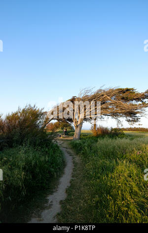 Frau sitzen auf einer Bank unter einem windgepeitschten Baum ein Foto, Saint-Etienne-les-Bains, Nouvelle-Aquitaine, Frankreich Stockfoto