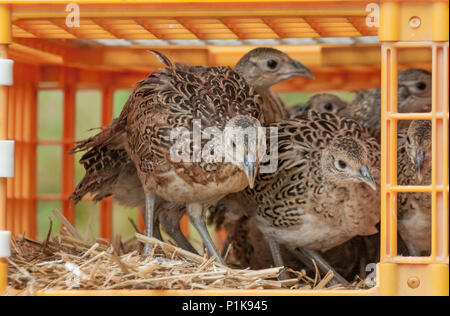 Sieben Wochen alten Fasanenküken, oft bekannt als poults, in ein wildhüter Release pen aus den Kisten verwendet für den Transport freigegeben wird Stockfoto