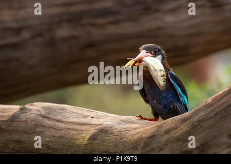 Eisvogel Vogel mit einem Fang von Fischen in seinem Mund, Java, Indonesien Stockfoto