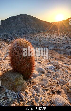 Fass Cactus at Sunrise, Anza-Borrego Desert State Park, California, USA Stockfoto