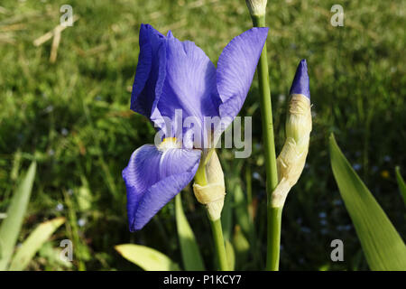 Iris Blume (Iris lanceolata Hybrid, Iridaceae). Suzanne's Garden, Le Pas, Mayenne, Pays de la Loire, Frankreich. Stockfoto