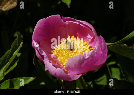 Biene ernten Pollen aus einer Pfingstrose (Paeonia lactiflora) oder Chinesische Pfingstrose, in der Blüte, im Mai, in einem Garten. Stockfoto