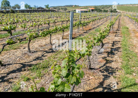 Weinberge des Avessada Winery. Douro-tal, Portugal. Stockfoto