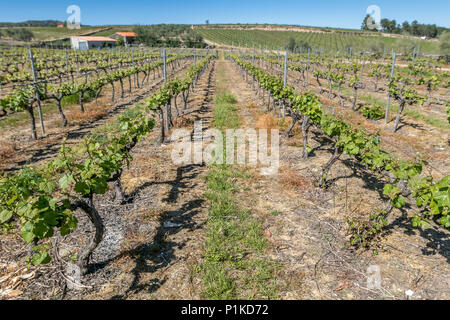 Weinberge des Avessada Winery. Douro-tal, Portugal. Stockfoto