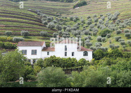 Ein Weingut im Douro-tal, Portugal, als aus dem Douro Fluss gesehen. Stockfoto