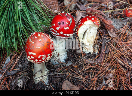Giftige Pilze. Giftige Pilz mit hell rot Kappe und weiße Flecken Flocke wächst unter Pinien in einem Wald. Stockfoto