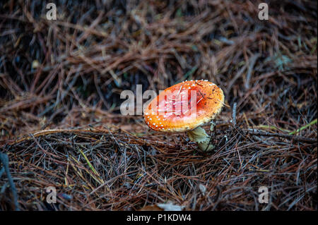 Giftige Pilze. Giftige Pilz mit hell rot Kappe und weiße Flecken Flocke wächst unter Pinien in einem Wald. Stockfoto