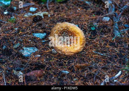 Giftige Pilze. Giftige Pilz mit hell rot Kappe und weiße Flecken Flocke wächst unter Pinien in einem Wald. Stockfoto
